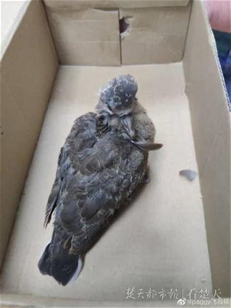 斑鳩幼鳥死亡|急！撿到班鳩幼鳥！教我怎麼救牠